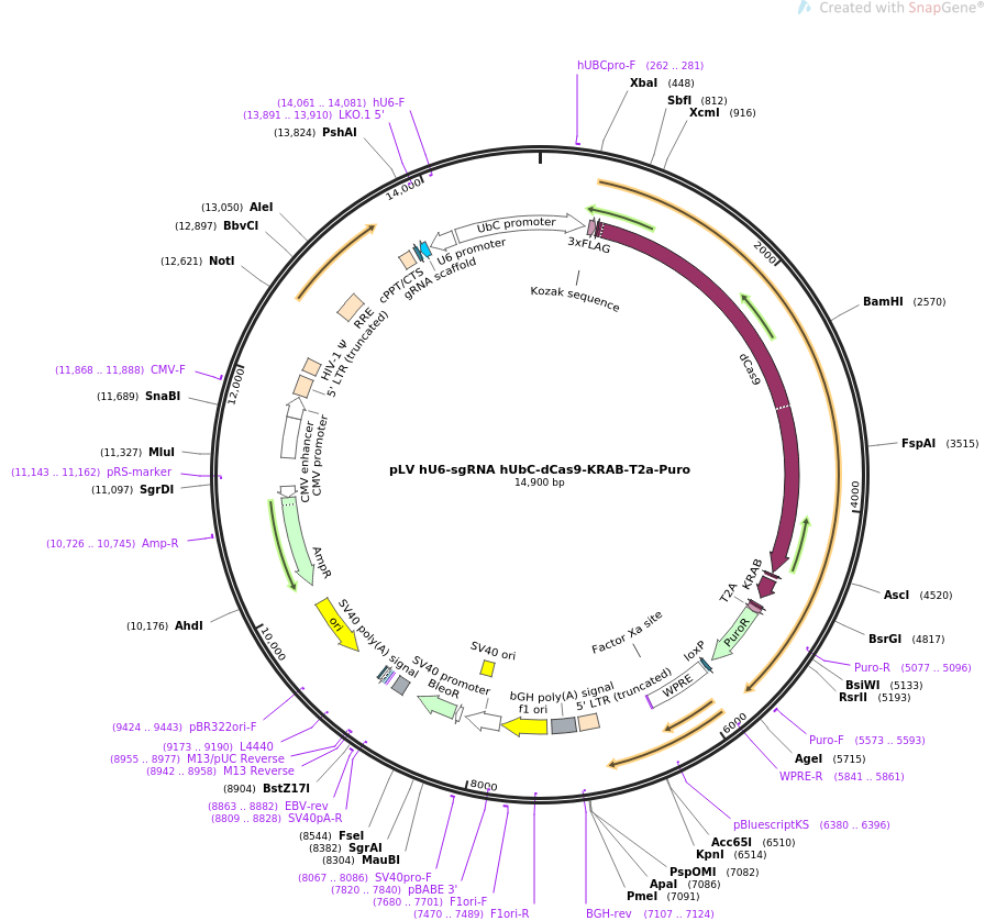 pLV hU6-sgRNA hUbC-dCas9-KRAB-T2a-Puro质粒图谱